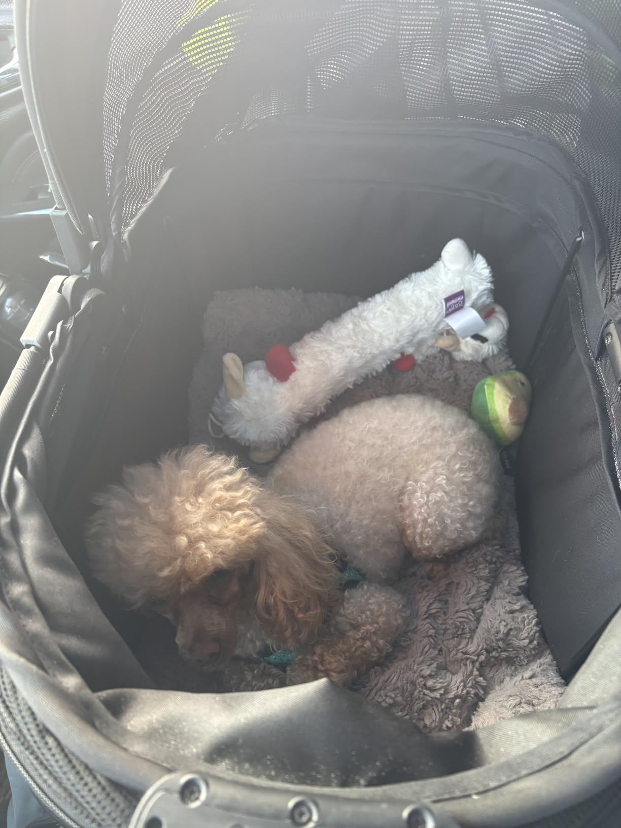 PAWZIDEA Portable Small Dog Crate for Car Travel Up to 33lbs, No-Zip Canopy customer photo 2
