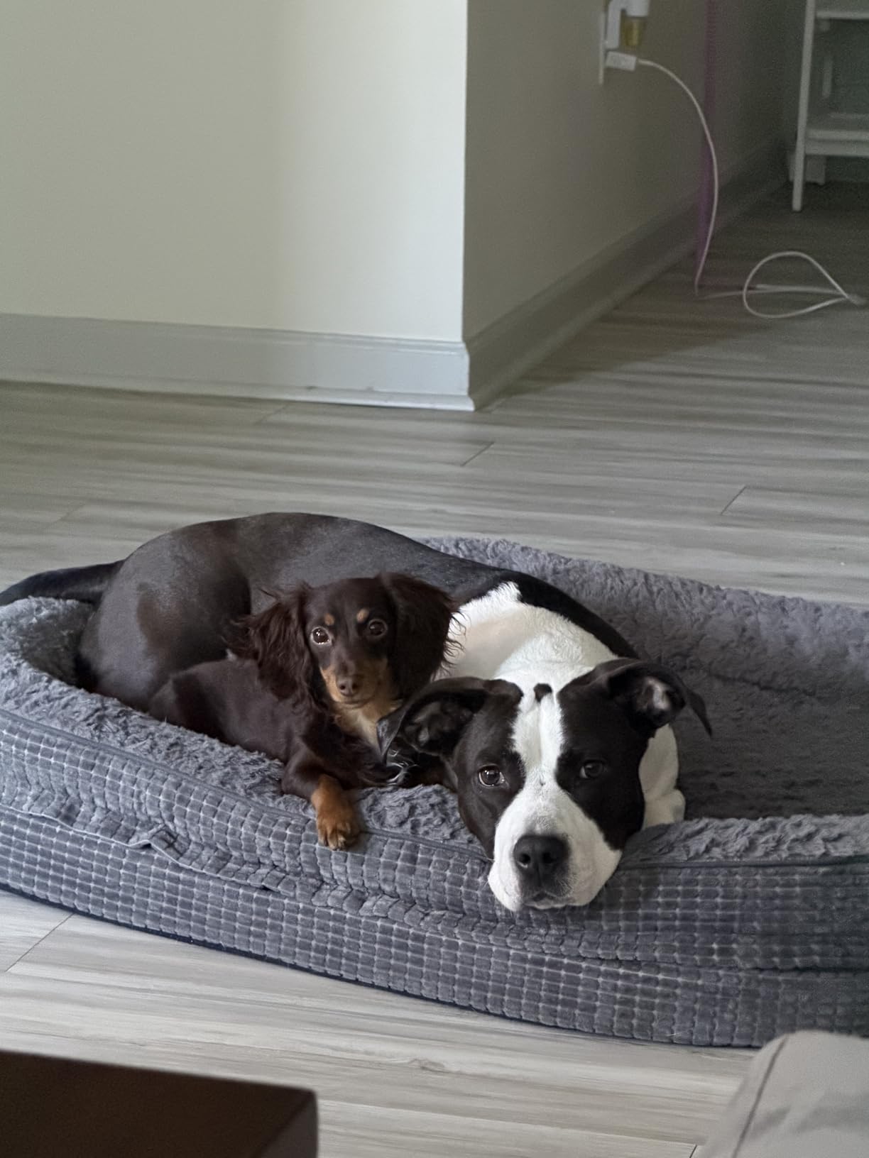 JOEJOY XL Orthopedic Dog Bed for Large Dogs, 360° Oval Bolster, 42