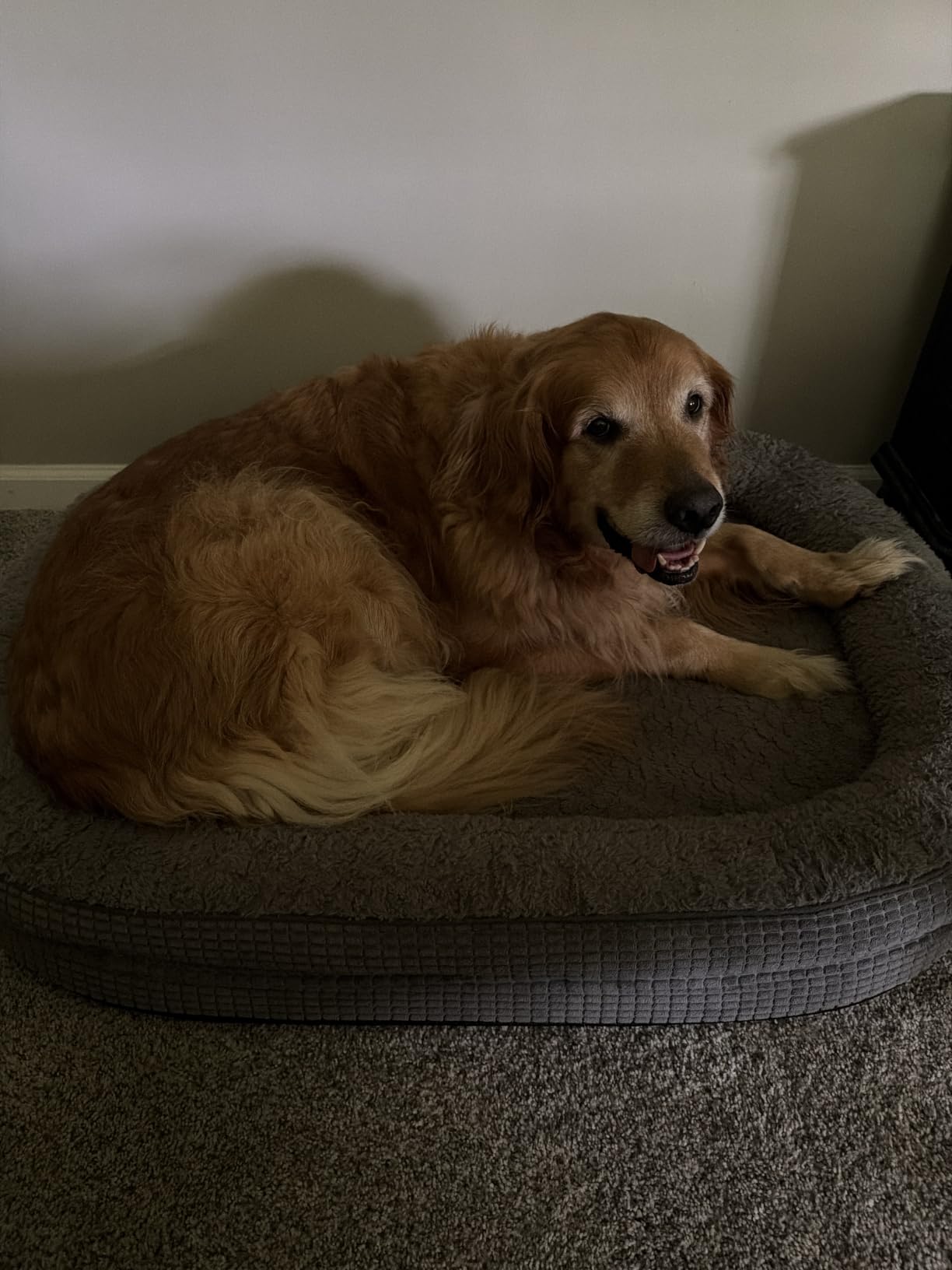 JOEJOY XL Orthopedic Dog Bed for Large Dogs, 360° Oval Bolster, 42