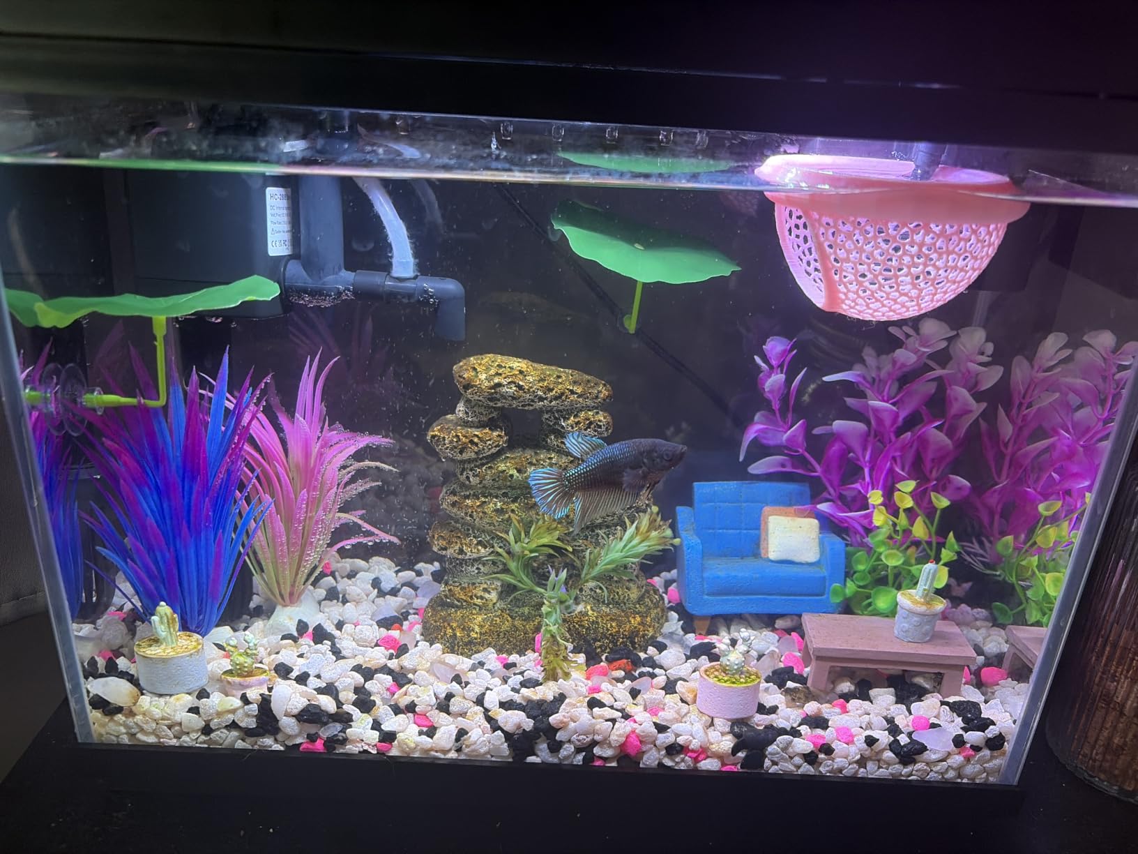 Vehipa Fish Tank, 2.4-Gallon Aquarium Starter Kit with 3-in-1 Quiet Pump customer photo 1