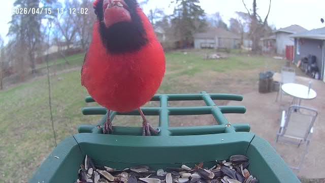 PeckCam® Bird Feeder with Camera Solar Powered 2K Live Video Auto Capture customer photo 2