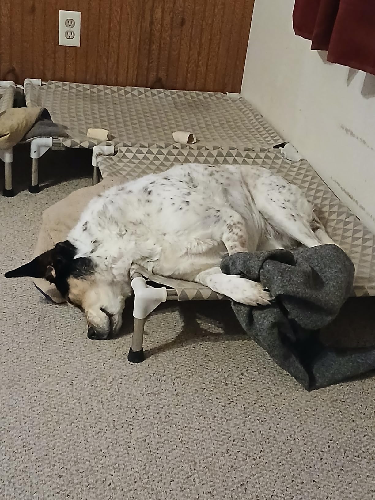 Orthopedic Dog Beds for Large Dogs,U-Shaped Bolster ,Up to 130 lbs customer photo 2