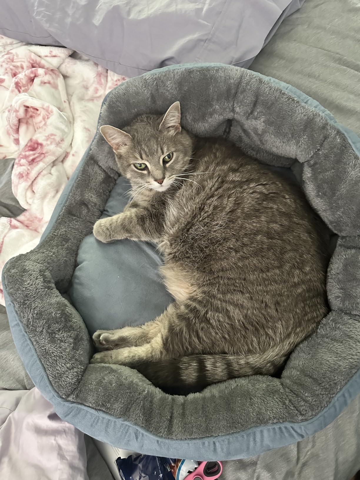 Bedsure Medium Dog Bed Washable, Large Cat Beds for Indoor Cats, 28in Camel customer photo 1