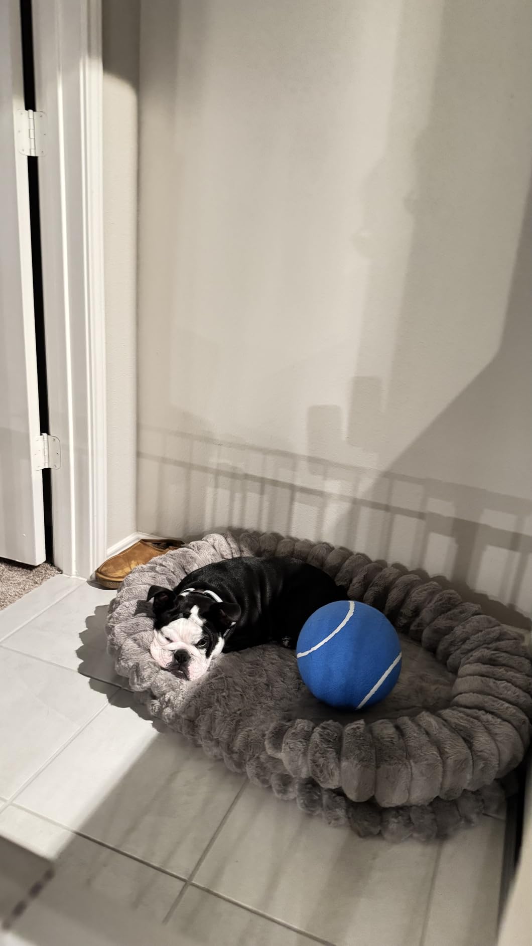 BALANCE Calming Dog Bed for Large Sized Dogs, 36 Inches Oval Washable Pet Bed with Sides, Orthopedic Pet Couch Sofa with Non-Slip Bottom, Oatmeal customer photo 1