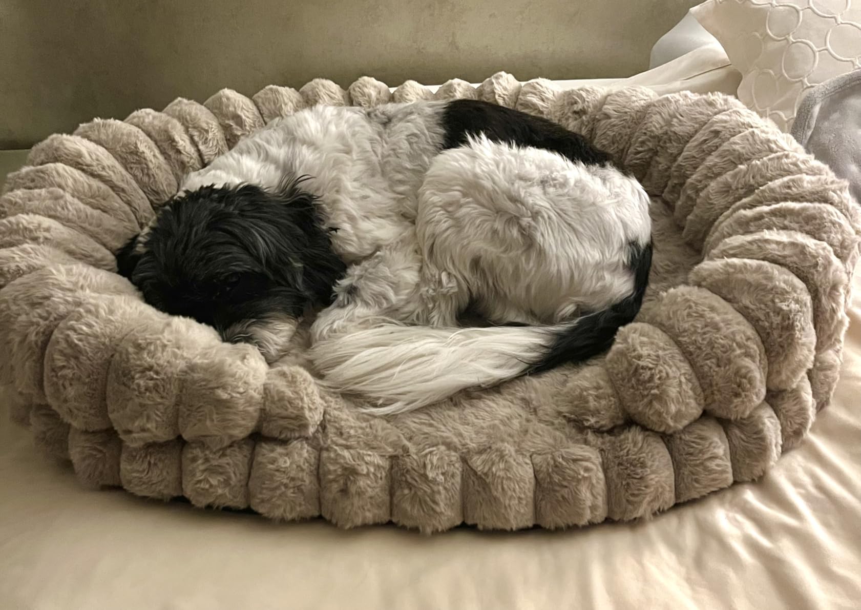 BALANCE Calming Dog Bed for Large Sized Dogs, 36 Inches Oval Washable Pet Bed with Sides, Orthopedic Pet Couch Sofa with Non-Slip Bottom, Oatmeal customer photo 2