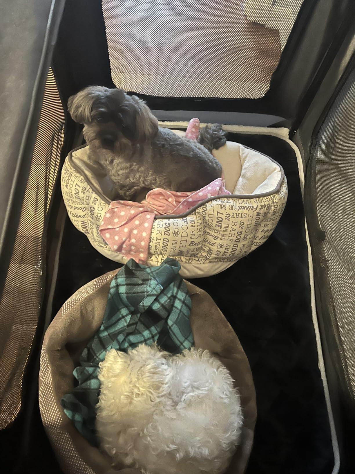 Feandrea Collapsible Dog Crate, Portable Pet Travel Crate, 42 Inches customer photo 2
