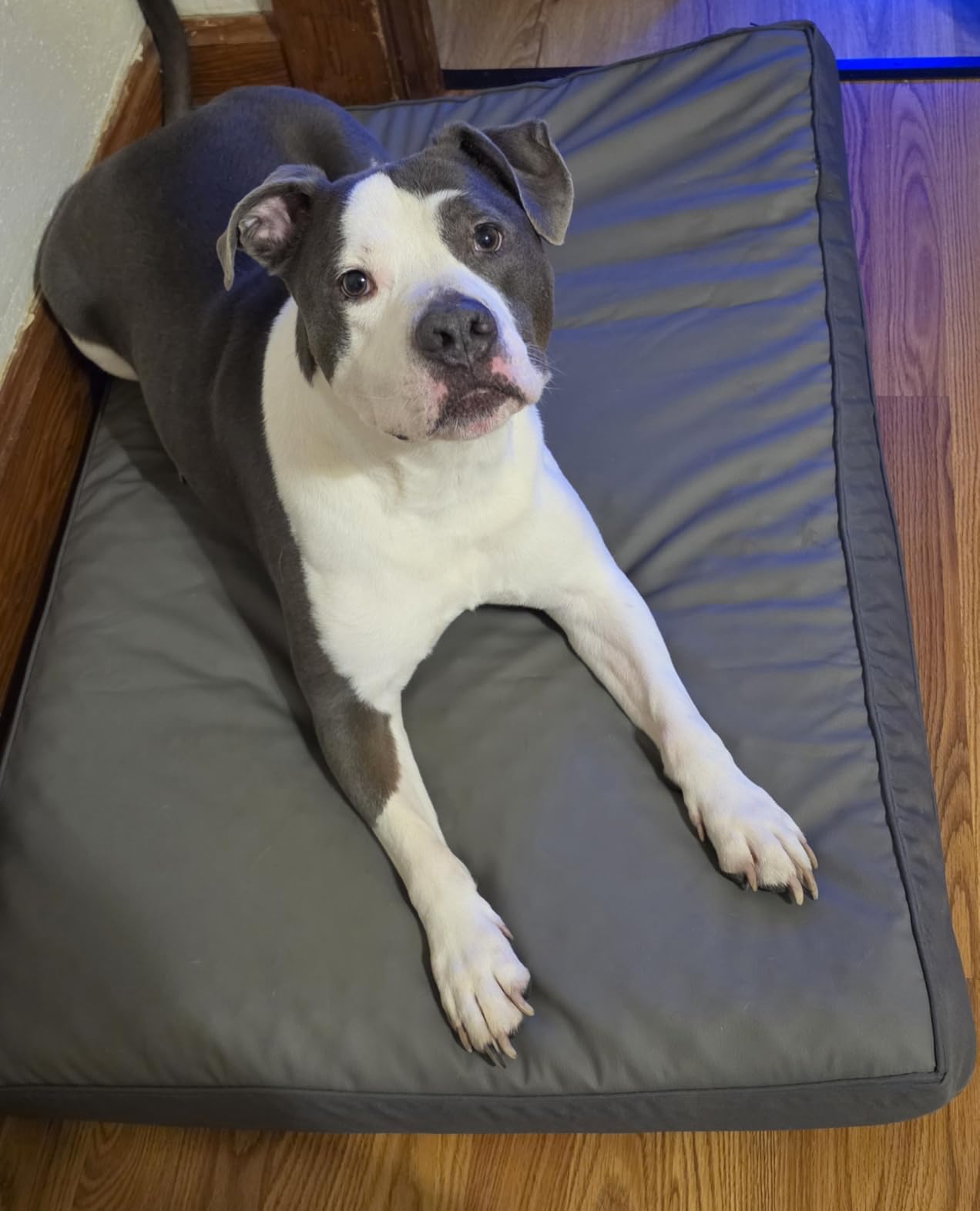 Waterproof XL Dog Bed Outdoor Large Crate Pad 42