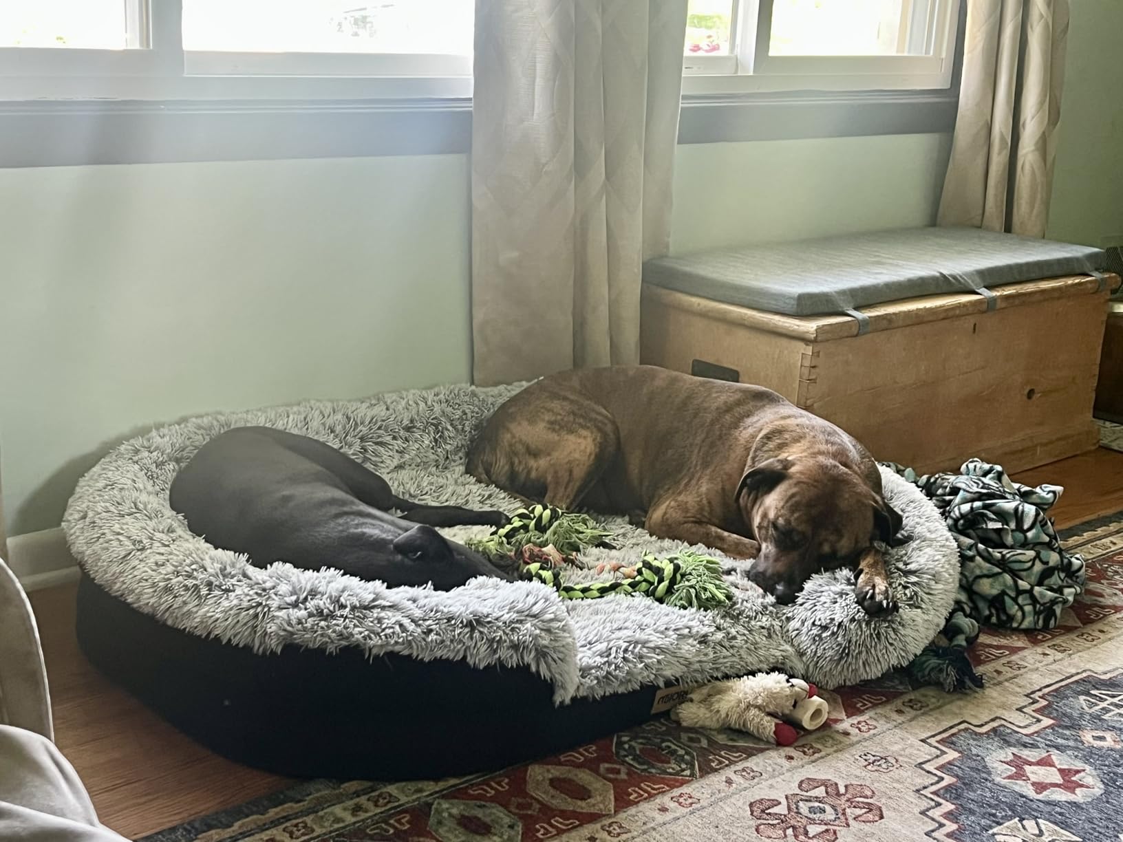 Miorun Fluffy Orthopedic Dog Beds Large Sized Dog, 43