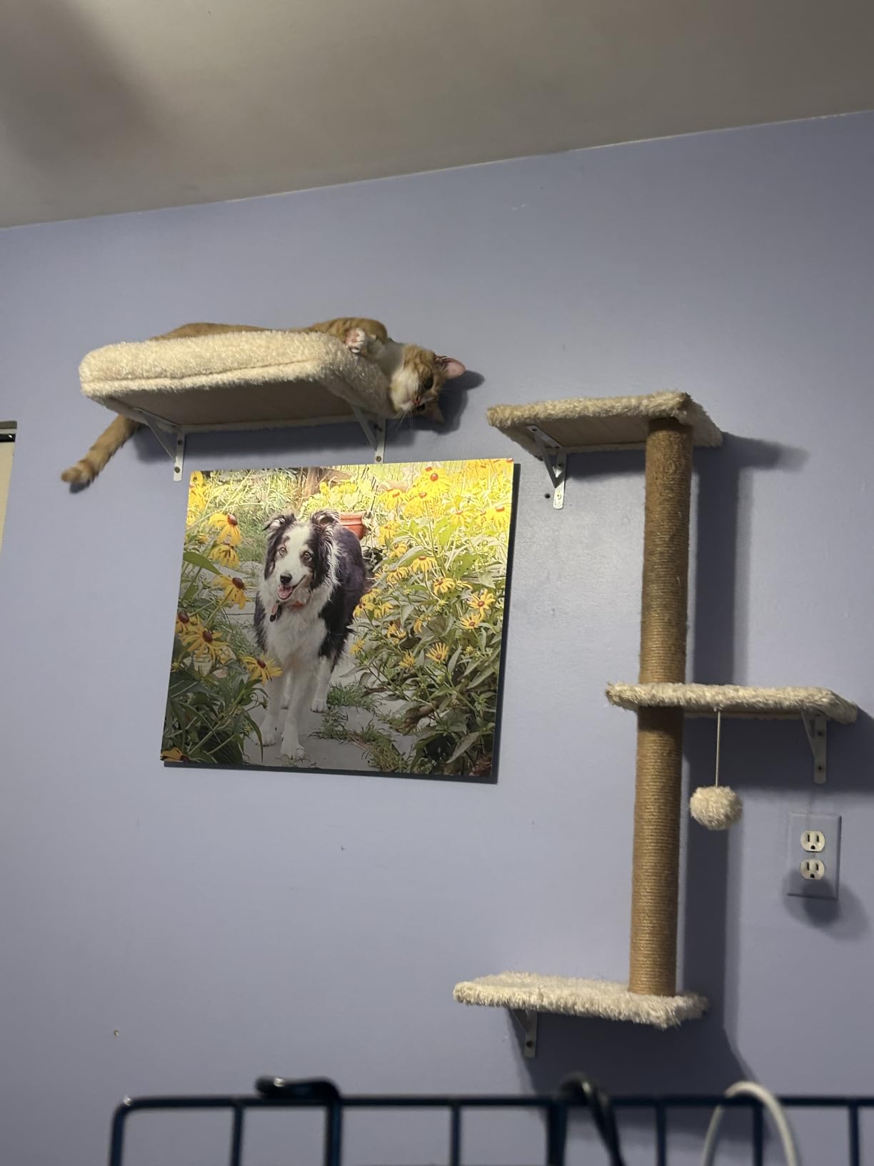 FUKUMARU Cat Wall Shelves, 4 in 1 Set, Light Gray customer photo 1