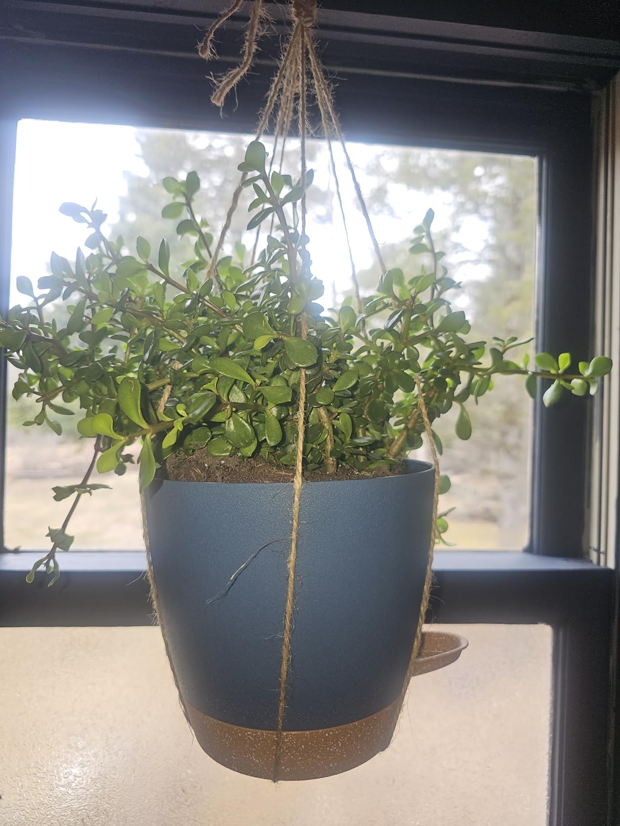 Self Watering Pots for Indoor/Outdoor Plants 8/7/6.5/6/5