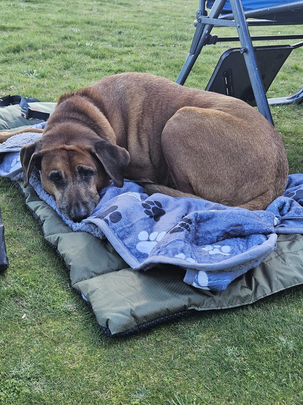 Gimars Upgraded Thickened XL Outdoor Dog Bed with Waterproof Film, Easy to Roll Up with Buckle, Large Travel Pet Bed for Large & Extra Large Dog, Portable, Foldable, Washable for Camping,Traveling customer photo 2