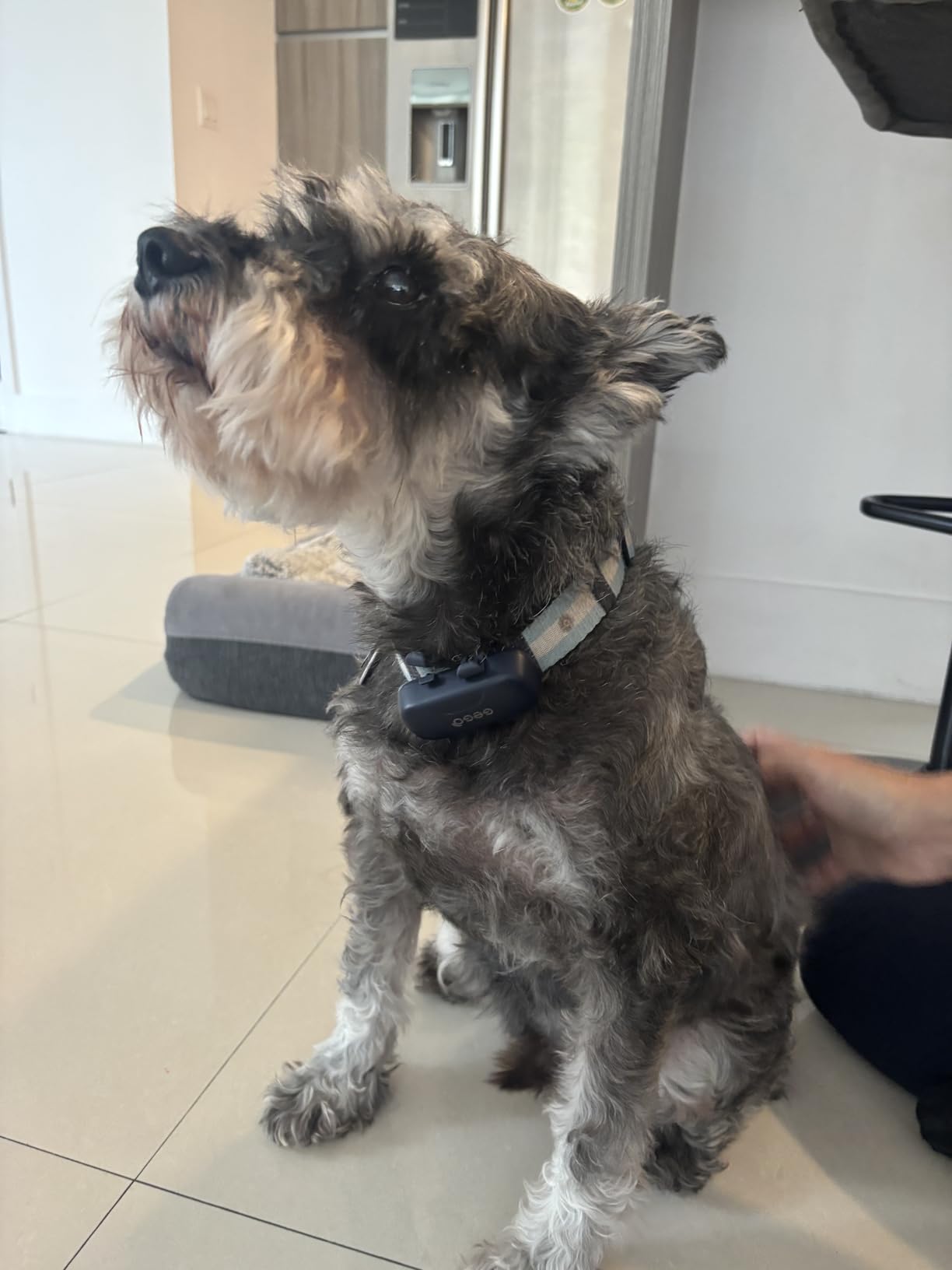 GEGOPet – Real-Time GPS Pet Tracker for Dogs & Cats, Unlimited Range, Safe Zones, Escape Alerts, Location History, Activity & Wellness Insights. Active Subscription Required. customer photo 2