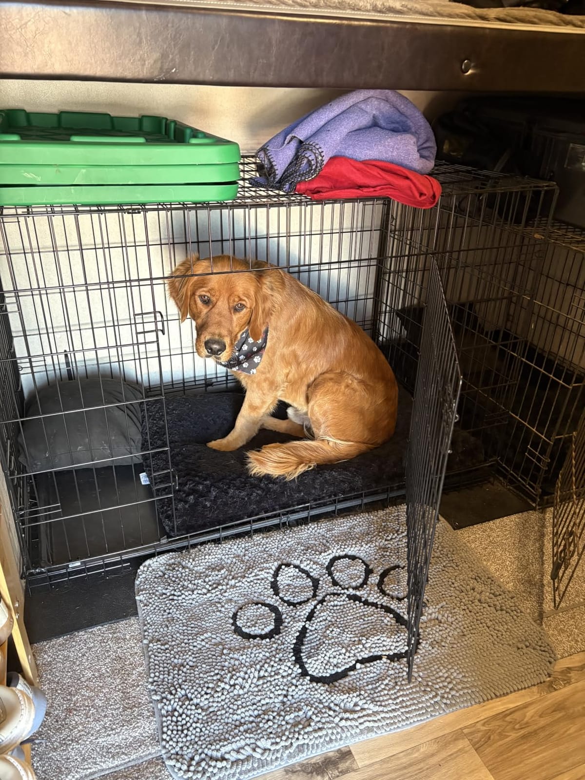 Sweetcrispy Dog Crate 48 Inch, Medium Large Dog Cage, Foldable Pet Kennel customer photo 2
