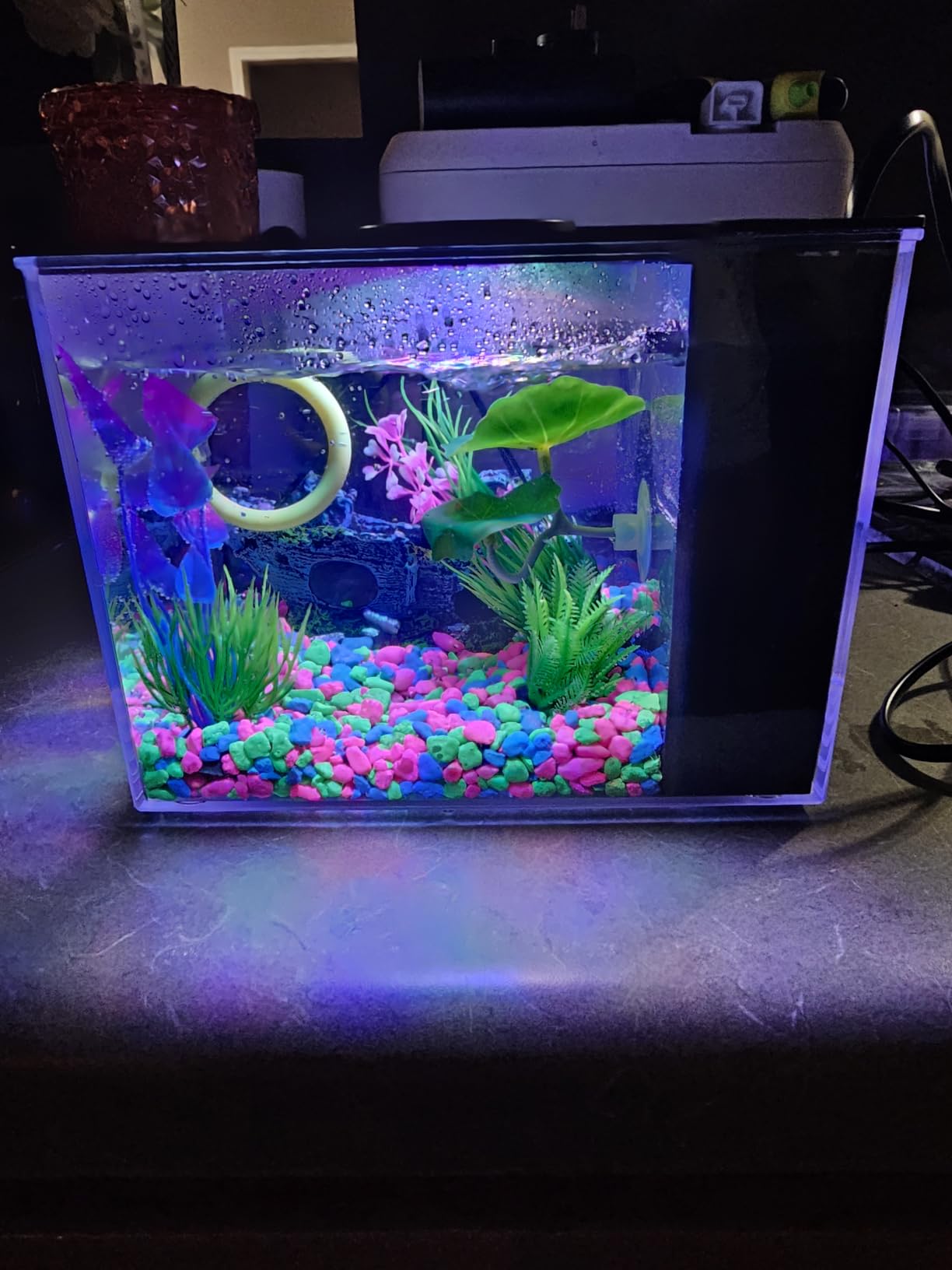 Vehipa Betta Fish Tank 1 Gal (3.7L), Acrylic Nano Aquarium Kit Black customer photo 2