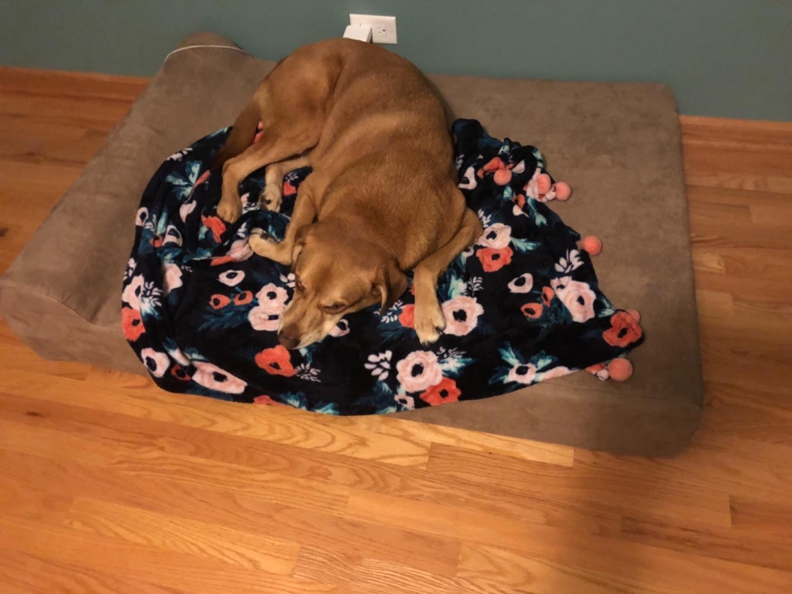 Big Barker Large Orthopedic Dog Bed - 7