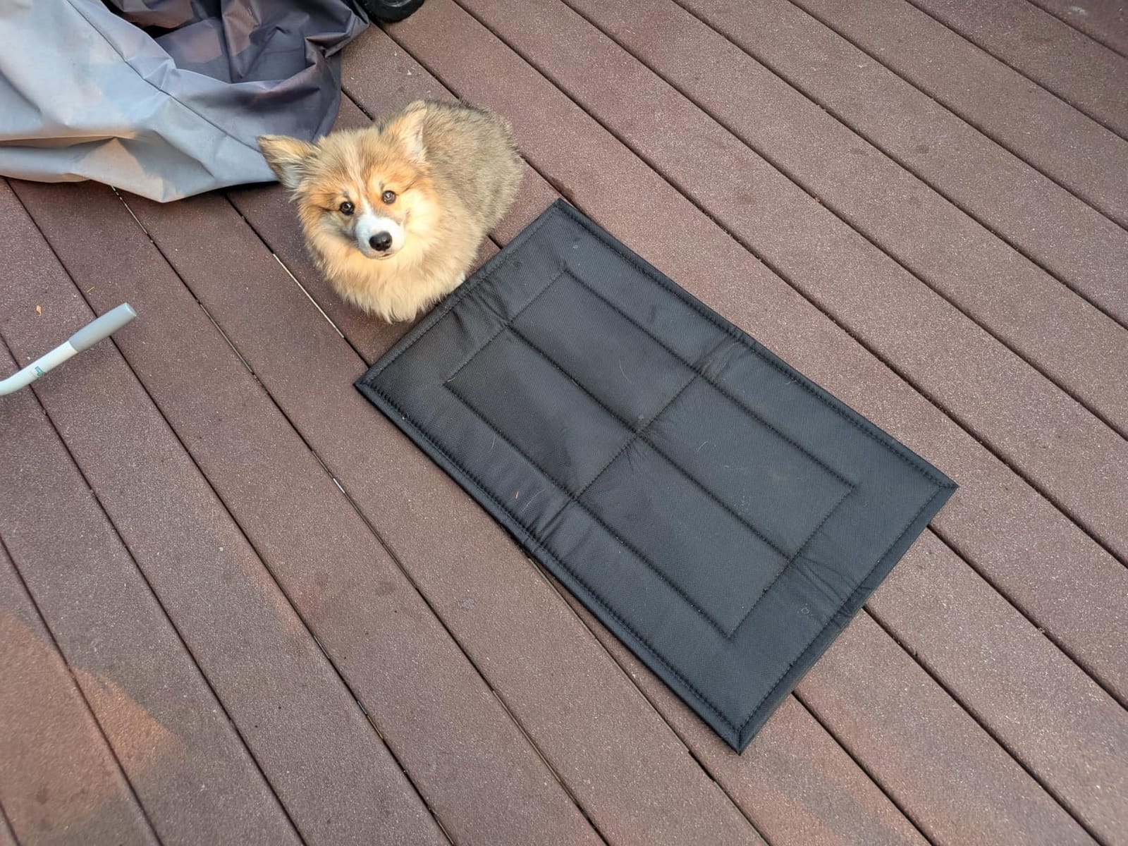 Chew Proof Dog Crate Pad, Indestructible Dog Bed for Aggressive Chewers, Waterproof Machine Washable Dog Kennel Pad (35x22 in) customer photo 2