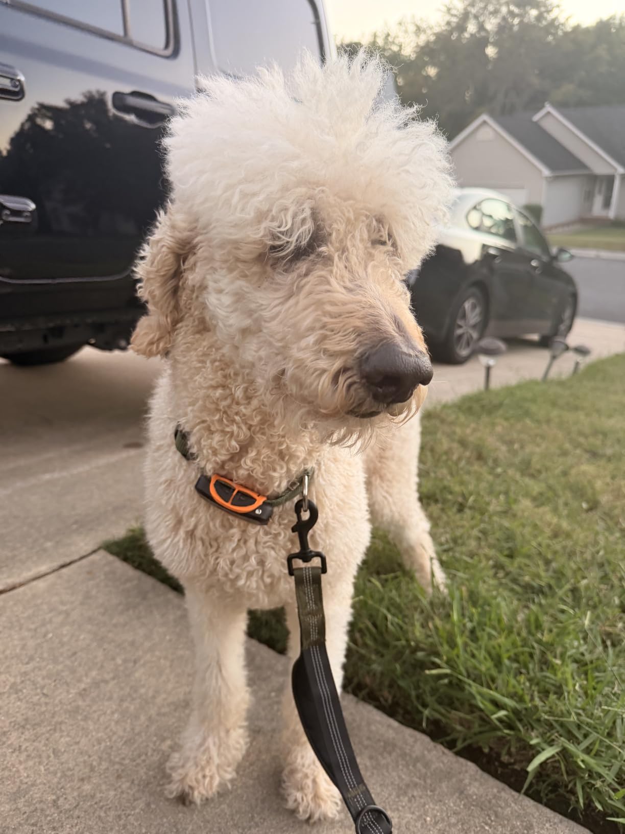 DBDD GPS Dog Tracker with Subscription,Virtual Fence&Health Monitor,IP67,BK customer photo 1