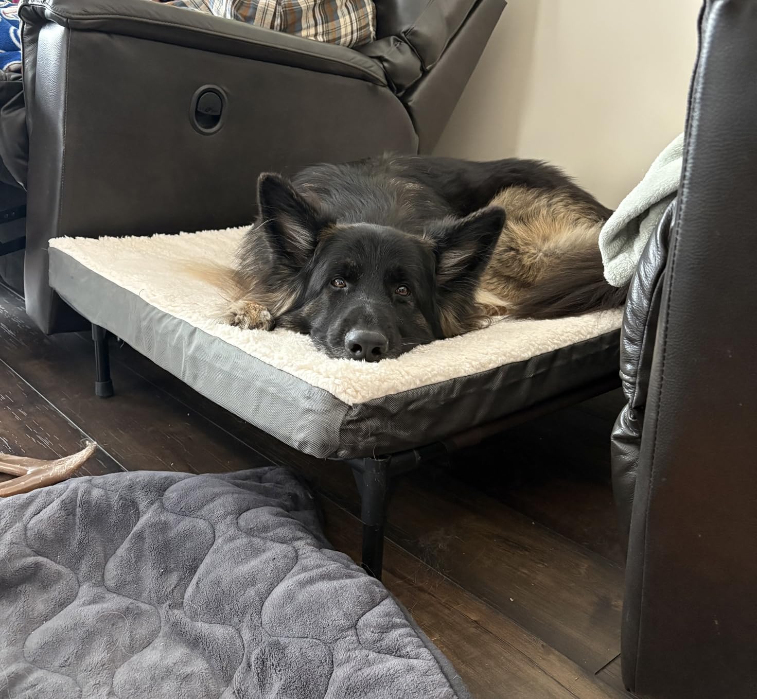 Bedsure XL Dog Bed, Extra Large Pet Bed with Comfy Sherpa,44x32in Grey customer photo 1