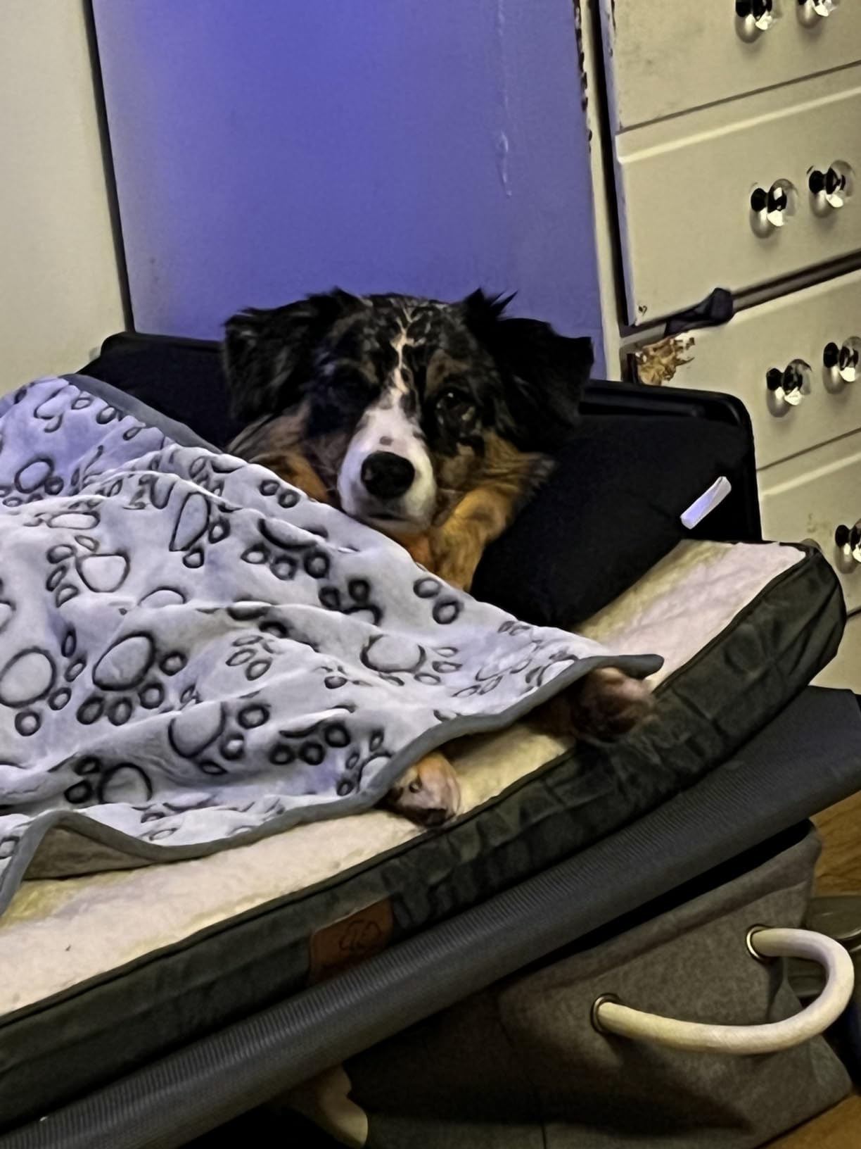 Bedsure XL Dog Bed, Extra Large Pet Bed with Comfy Sherpa,44x32in Grey customer photo 2