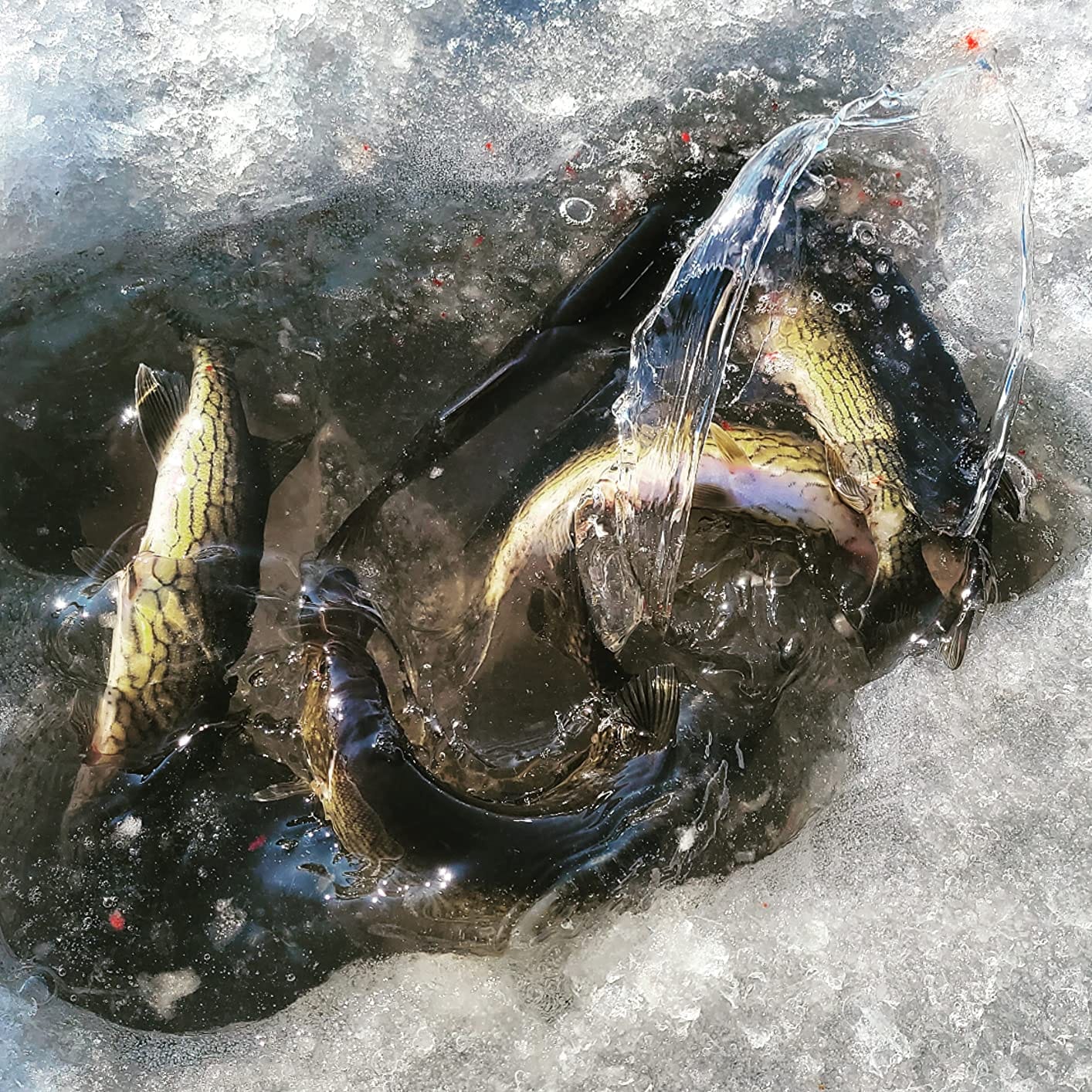 Fishing Tip-Up All Seasons customer photo 2