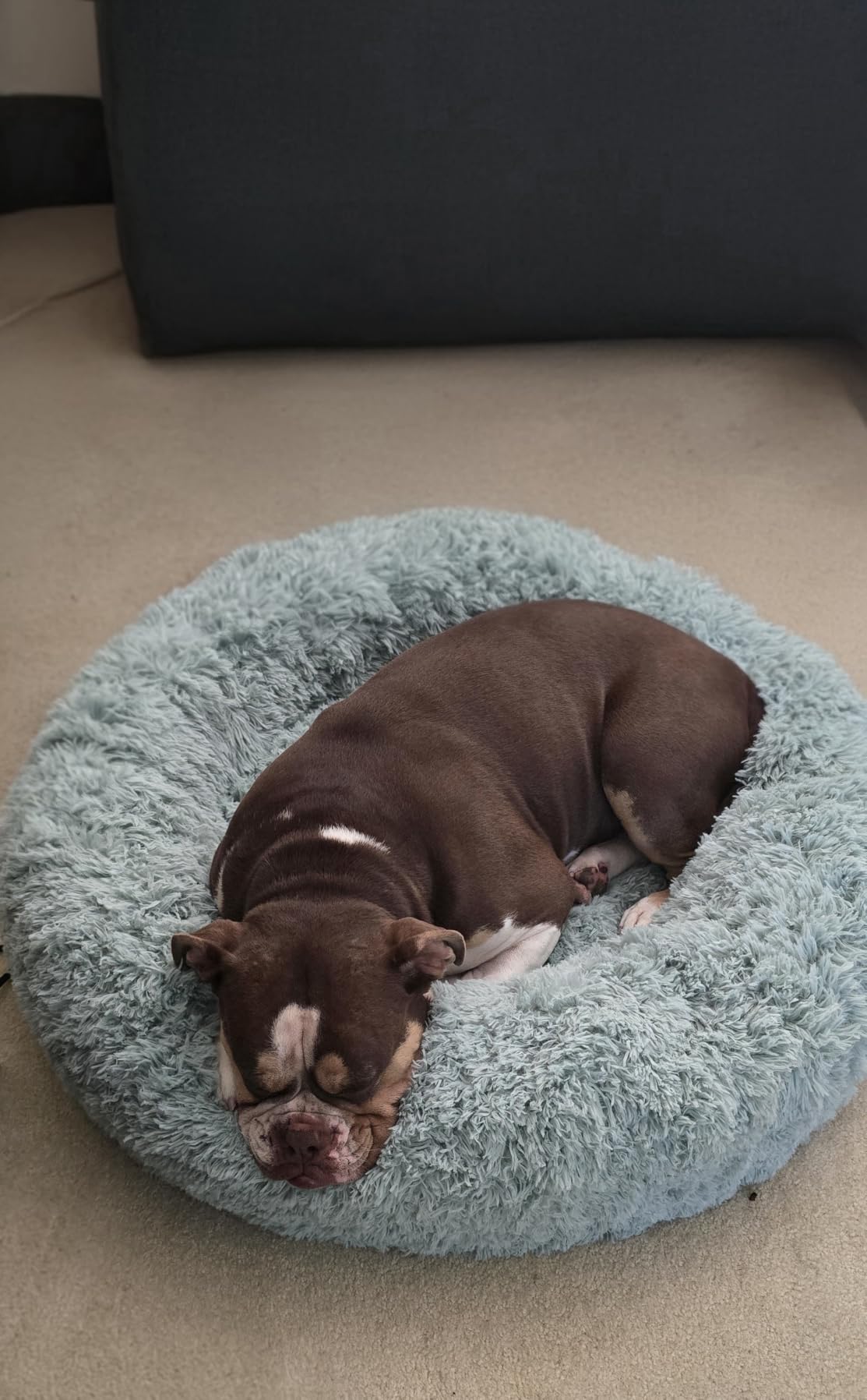 Bedsure Calming Small Dog Bed Donut Washable Cat&Puppy Bed,23 inches Camel customer photo 2