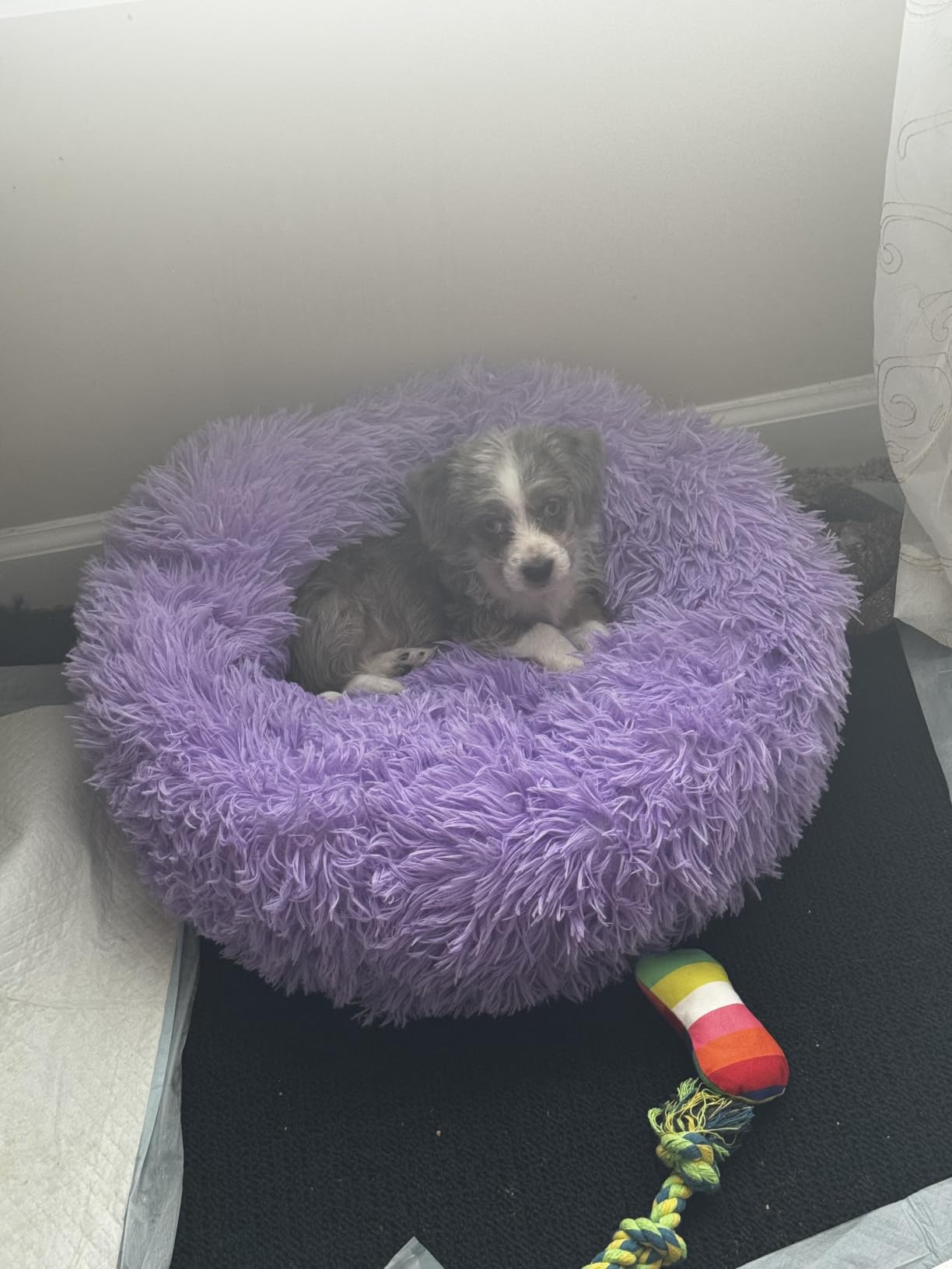 Small Calming Dogs Bed for Small Dogs Anti-Anxiety Machine Washable Fluffy Luxury Anti-Slip Waterproof Mute Base Warming Cozy Soft Pet Puppy Round Bed customer photo 2