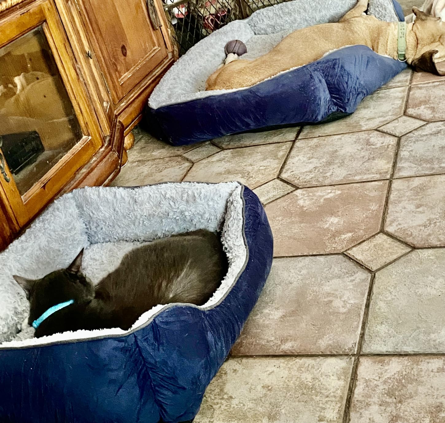JOEJOY Rectangle Dog Bed for Large Medium Small Dogs - Washable Orthopedic Sofa Bed, Soft Breathable Puppy & Pet Cuddler, Durable Calming Dog Bed with Anti-Slip Bottom, Multiple Sizes, Beige customer photo 2