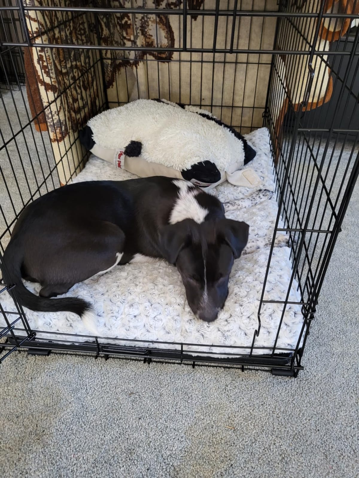 KSIIA Washable Dog Beds Large Sized Dog Crate Bed Plush Mat 41