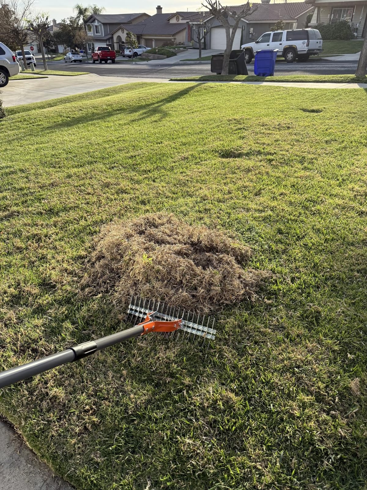 Walensee 15-Inch Thatch Rake for Lawn, 19-Tine Dethatcher, 70-Inch Handle customer photo 2