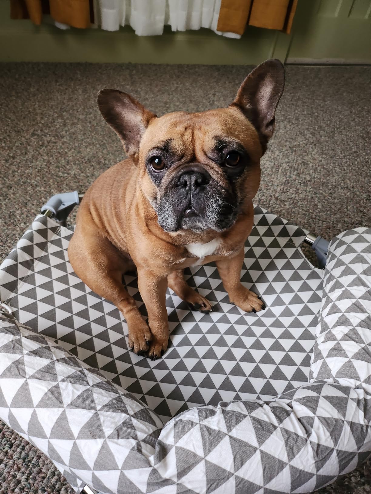 Kuntrust Elevated Outdoor Dog Bed, Medium Size, Cotton Material, Non-Slip Feet, Fits up to 70lbs customer photo 1