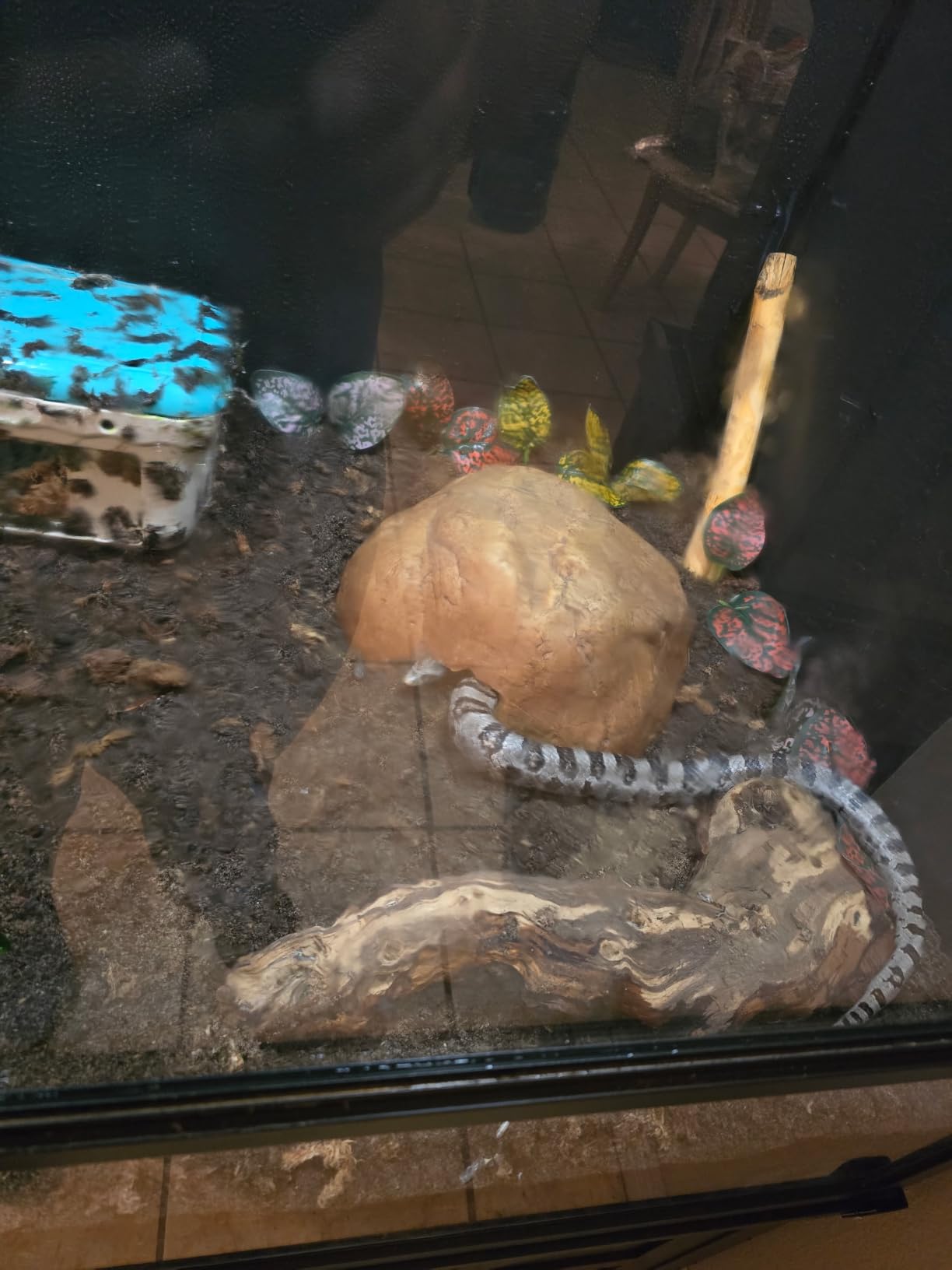 Reptile Tank 230 Gallon, 48