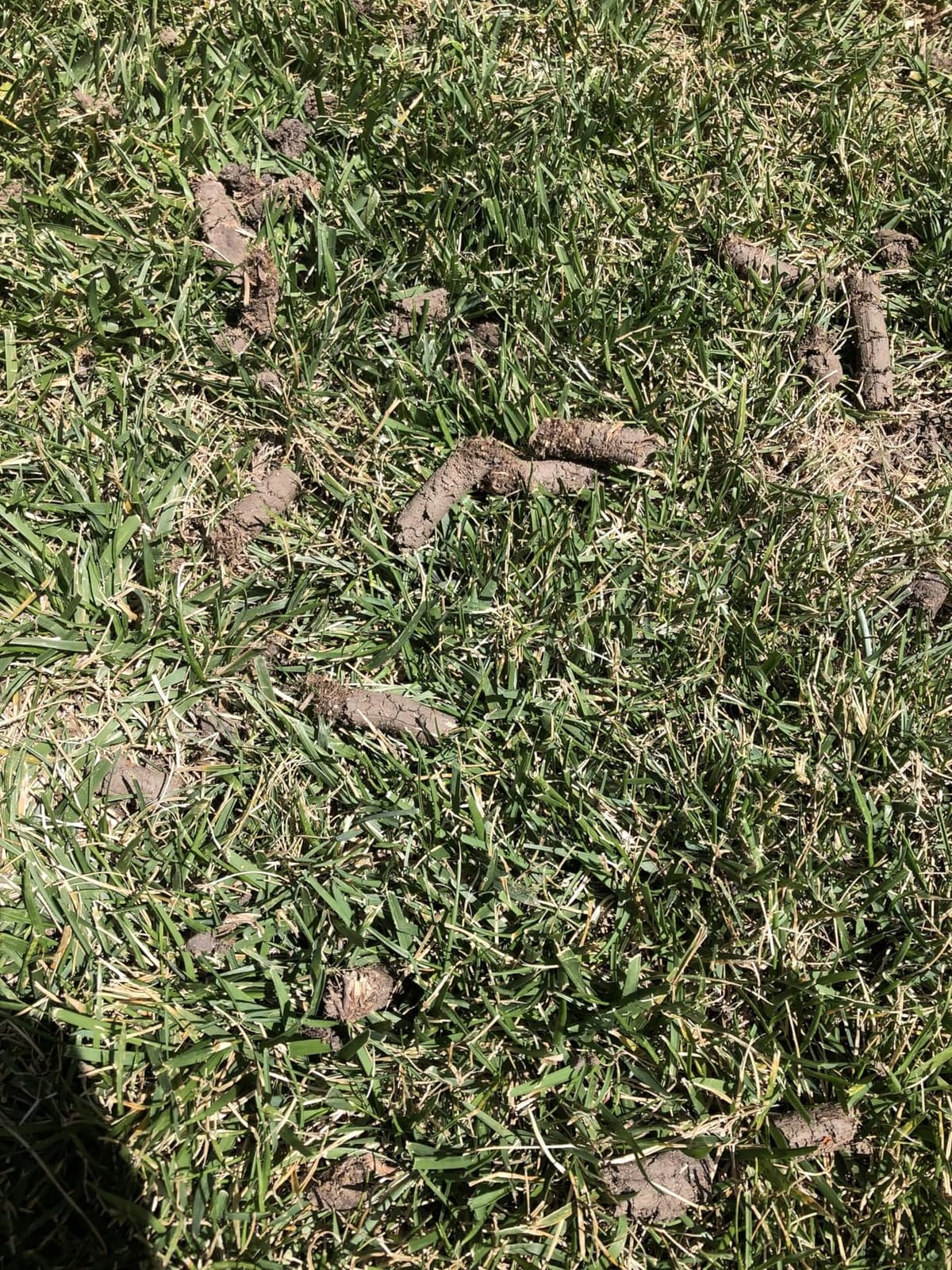 Patented Rolling Lawn Aerator Manual Coring Tool Compacted Soil Loosening customer photo 2
