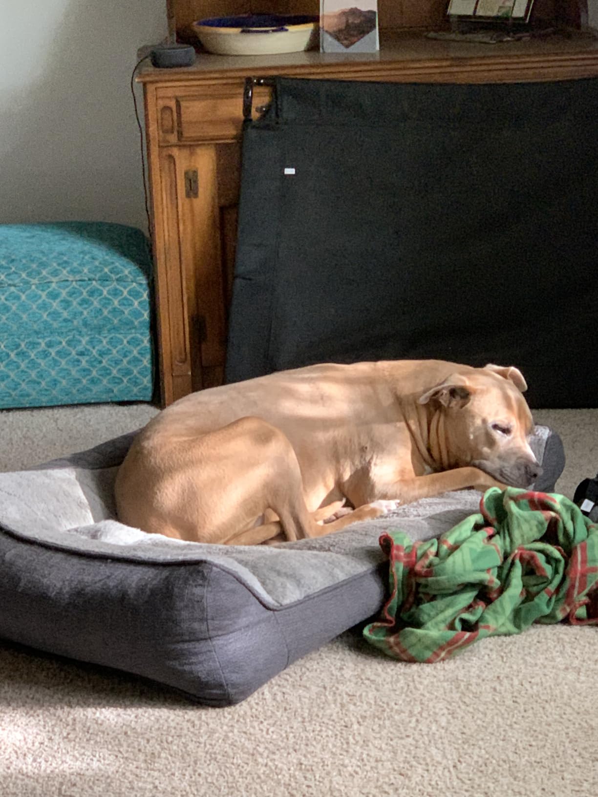 Bedsure SupportMax® Extra Thick Orthopedic XL Dog Beds Large Sized Dog customer photo 2