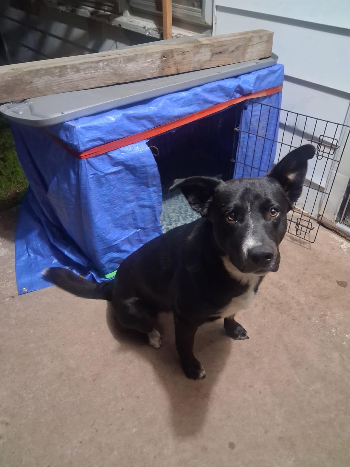 XL Large Dog Crate Pad Mat, Waterproof Wipeable Pad, 41x27, Graphite Grey customer photo 1